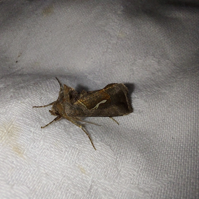 Macdunnoughia confusa - cseppfoltos ezüstbagoly