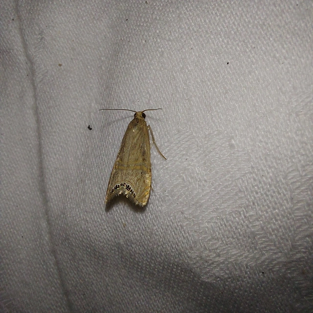 Euchromius ocellea - ezüstcsíkos mozaikmoly