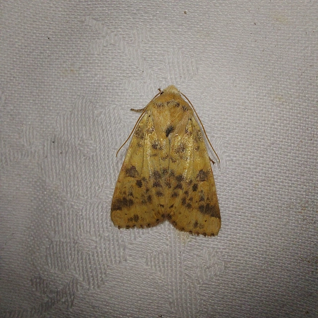 Cirrhia gilvago - foltos sárgabagoly