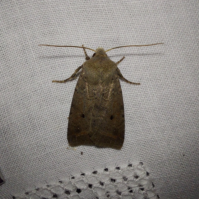 Leptologia lota - kecskefűz-őszibagoly