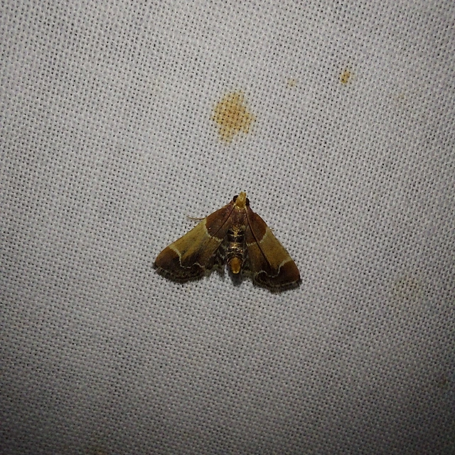 Pyralis farinalis - lisztilonca