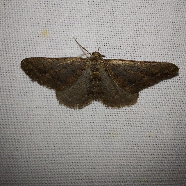 Agriopis bajaria - kökény-téliaraszoló