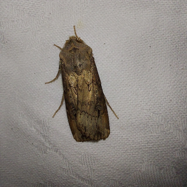 Agrotis ipsilon - nagy földibagoly