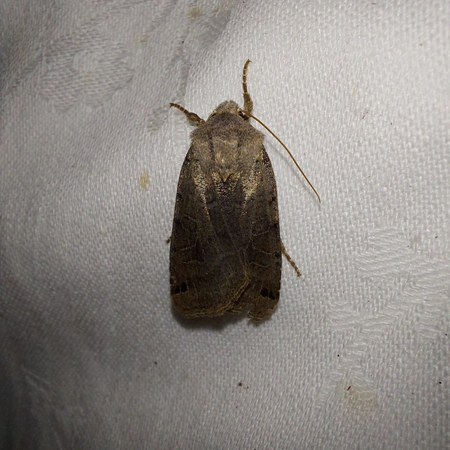 Anchoscelis litura - tarka őszibagoly