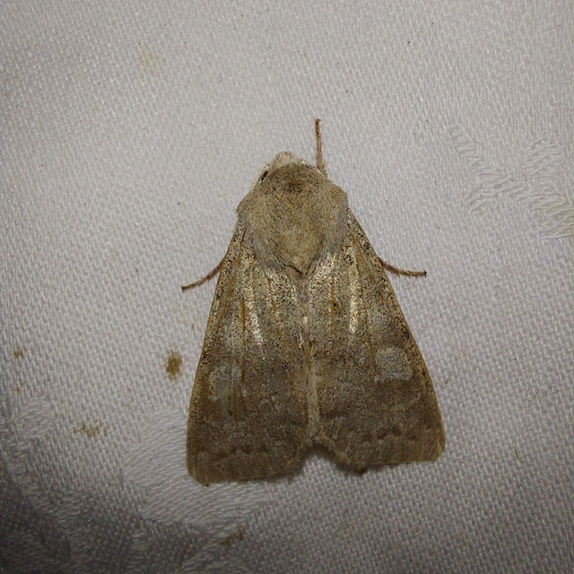 Ammoconia caecimacula - szürke őszibagoly