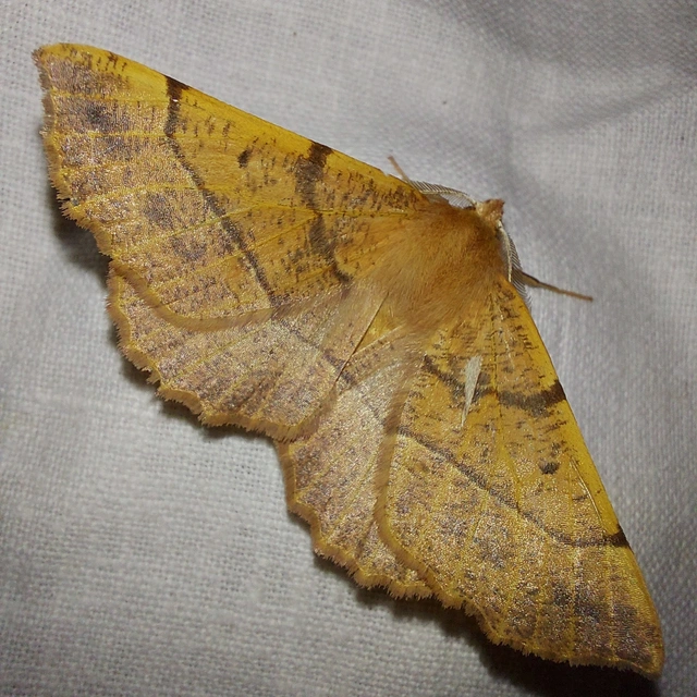 Colotois pennaria - tollascsápú araszoló