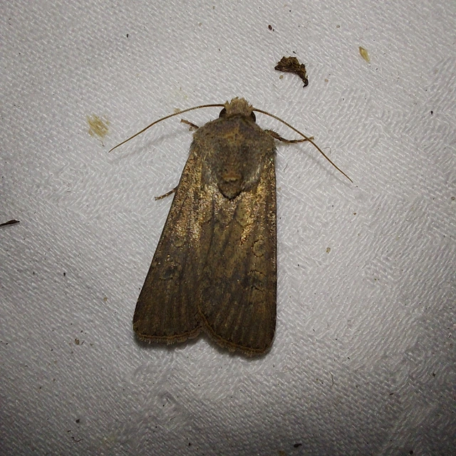 Agrotis segetum - vetési földibagoly