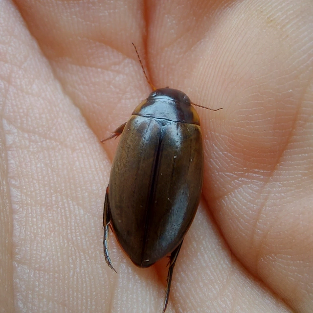 Colymbetes fuscus - gyakori recéscsíkbogár