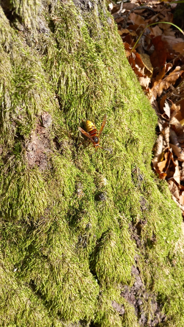 Vespa crabro - lódarázs
