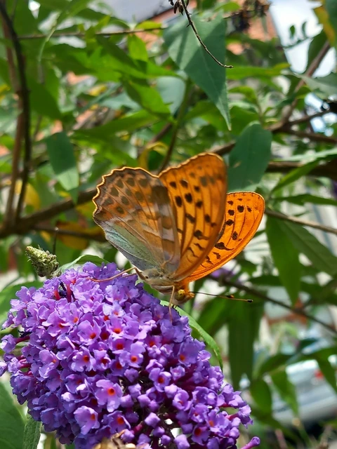 Argynnis paphia - nagy gyöngyházlepke