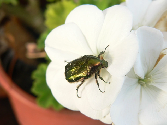 Cetonia aurata - aranyos virágbogár