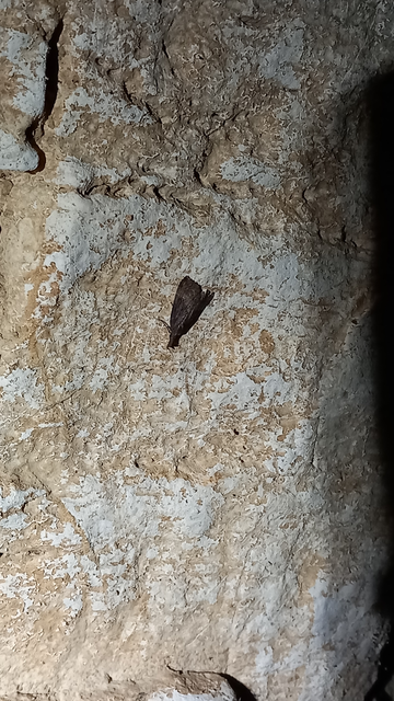 Hypena rostralis - közönséges karcsúbagoly