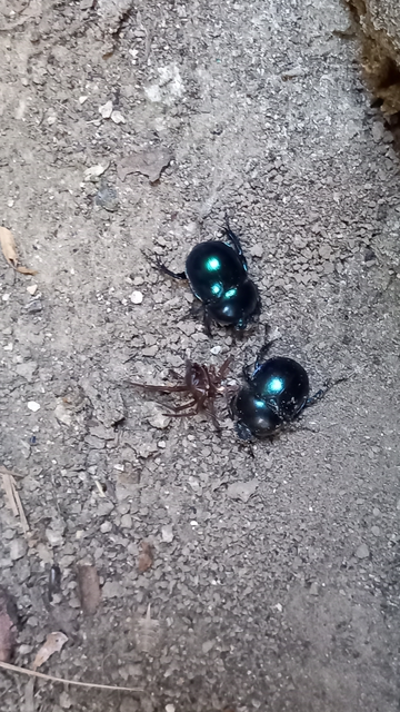 Trypocopris vernalis - tavaszi álganéjtúró