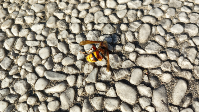 Vespa crabro - lódarázs