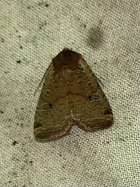 Conistra erythrocephala - vörösfejű őszibagoly