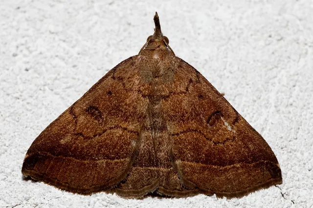Pechipogo plumigeralis - tollascsápú karcsúbagoly