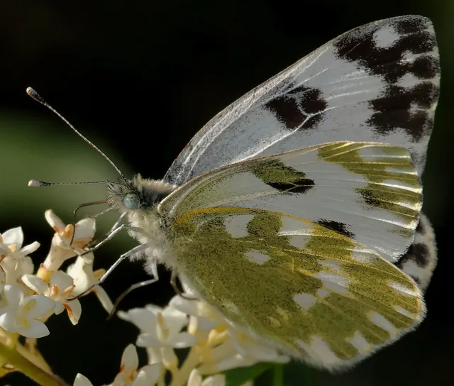 Pontia edusa - rezedalepke