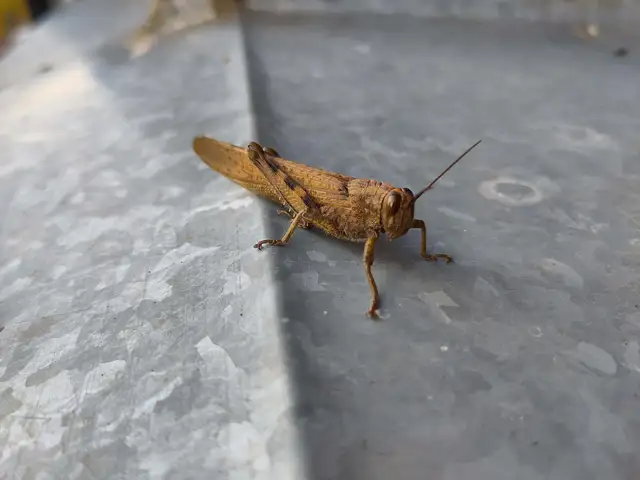 Anacridium aegyptium - egyiptomi sáska