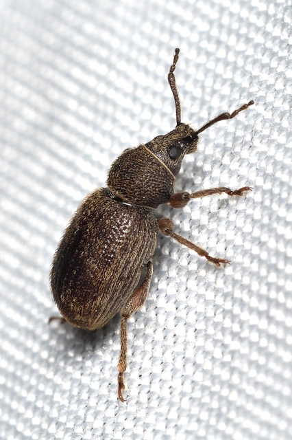 Otiorhynchus brunneus - barna gyalogormányos