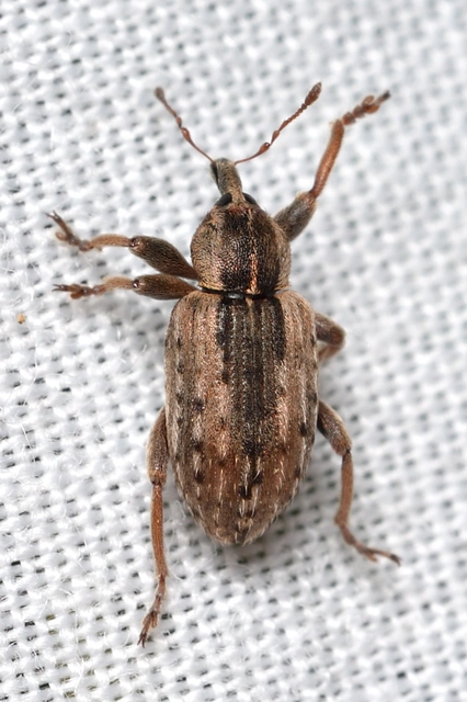 Hypera postica - lucerna-pikkelyesormányos