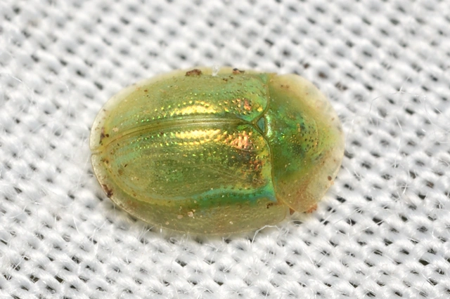 Cassida margaritacea - szalmasárga pajzsbogár