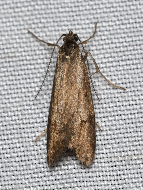 Diurnea lipsiella - télimoly