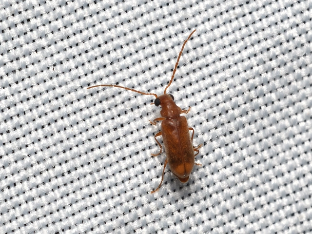 Ernobius