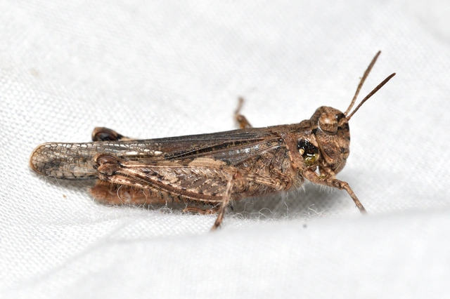 Acrotylus insubricus - önbeásósáska