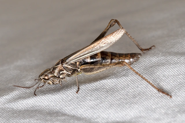 Chorthippus mollis - halk tarlósáska