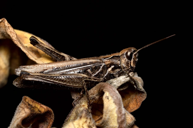 Chorthippus (Glyptobothrus) (subgenus)