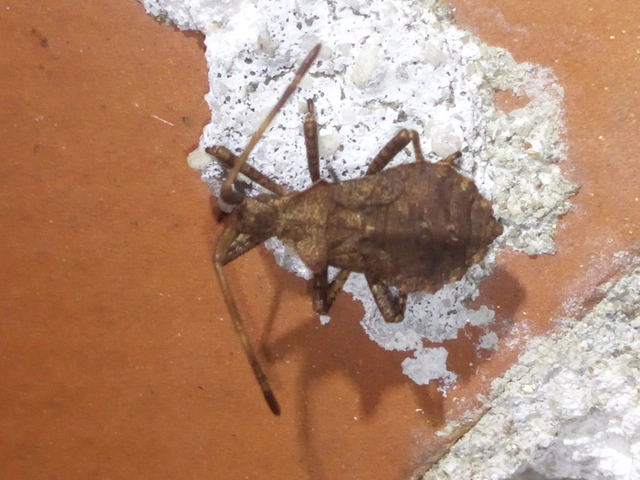 Coreus marginatus - közönséges karimáspoloska