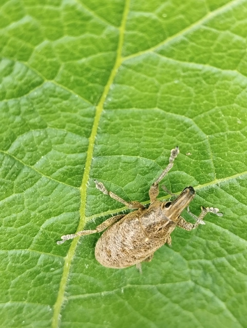 Cleonis pigra - közönséges bogáncsbarkó