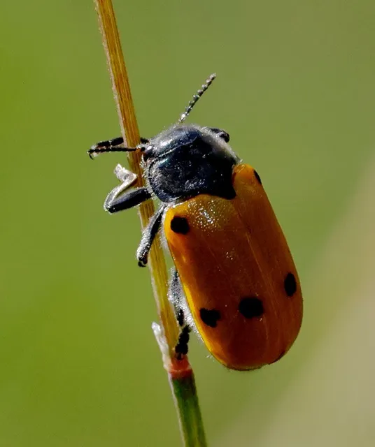 Lachnaia sexpunctata - szőrösnyakú zsákhordóbogár