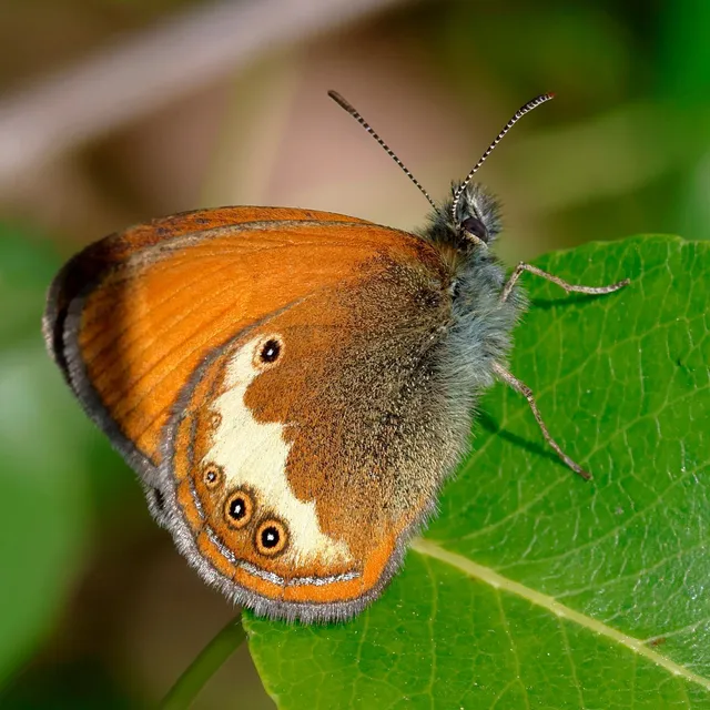 Coenonympha arcania - fehéröves szénalepke