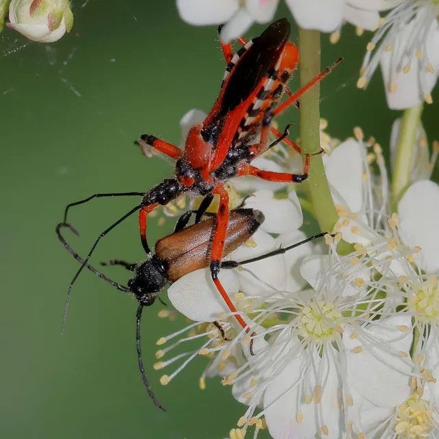 Rhynocoris iracundus - közönséges gyilkospoloska