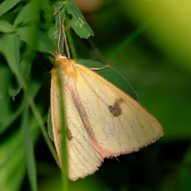 Diacrisia sannio - vörösszélű medvelepke