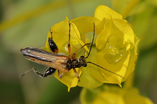 Oedemera podagrariae - székfű-álcincér