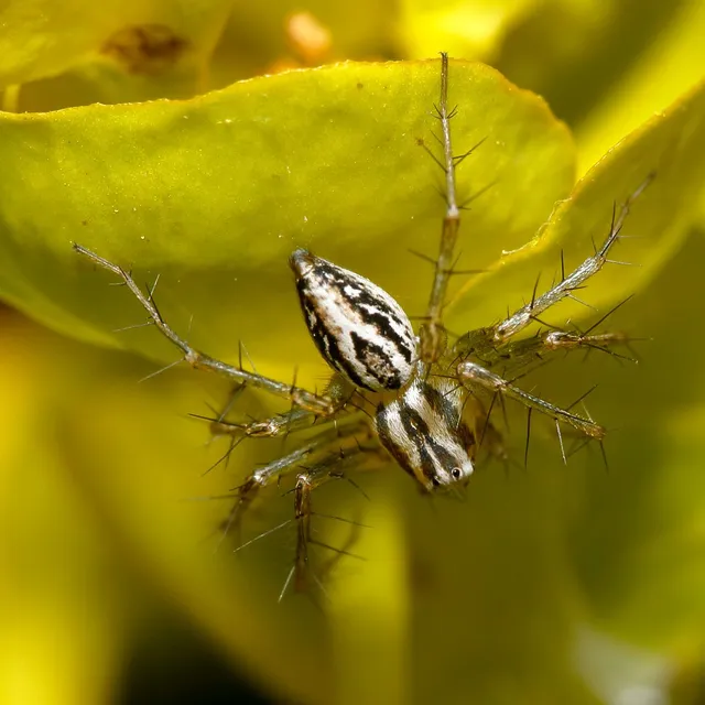 Oxyopes lineatus