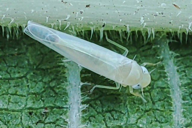 Ficocyba ficaria - fehér fügekabóca
