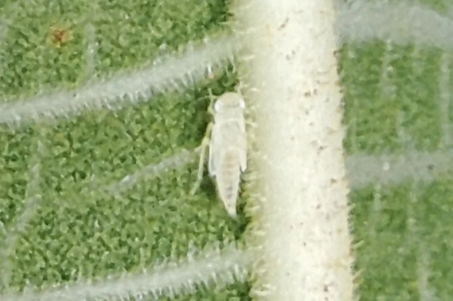 Ficocyba ficaria - fehér fügekabóca