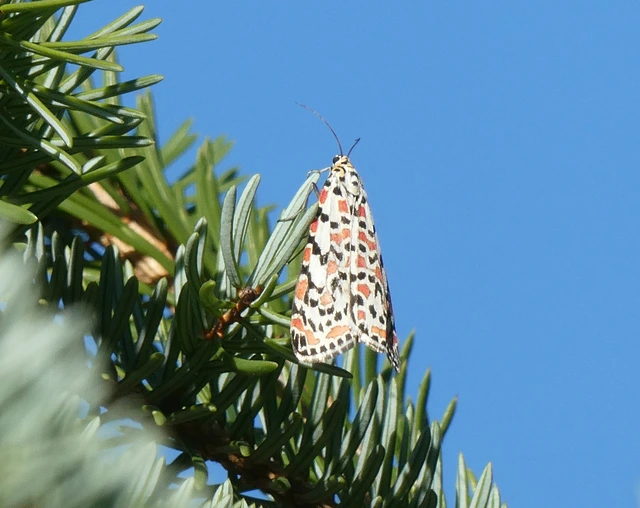 Utetheisa pulchella - vérpettyes medvelepke