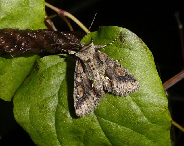 Allophyes oxyacanthae - galagonyabagoly