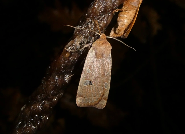 Conistra erythrocephala - vörösfejű őszibagoly