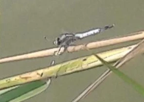 Orthetrum albistylum - fehérfarkú pásztorszitakötő