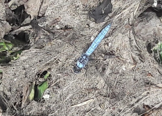 Orthetrum brunneum - pataki pásztorszitakötő