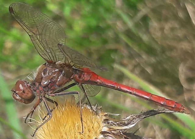 Sympetrum vulgatum - barkós katona-szitakötő