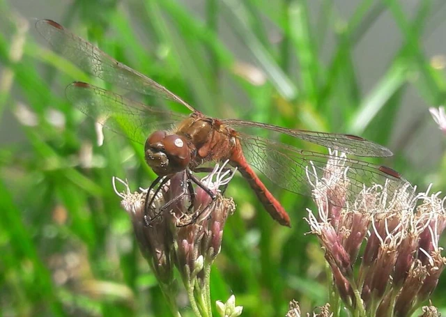 Sympetrum vulgatum - barkós katona-szitakötő