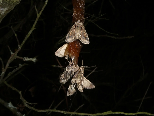 Allophyes oxyacanthae - galagonyabagoly