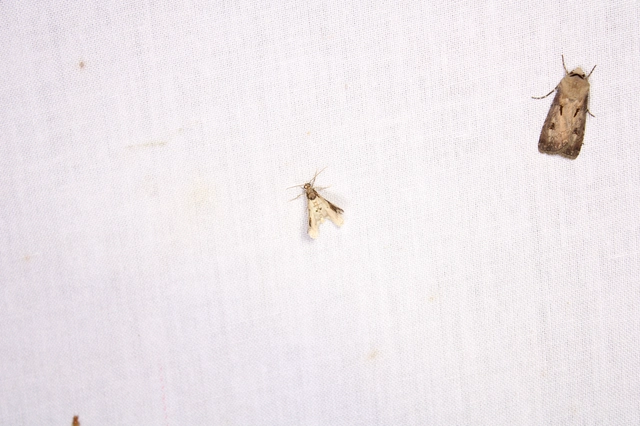 Ligdia adustata - barna levélaraszoló
