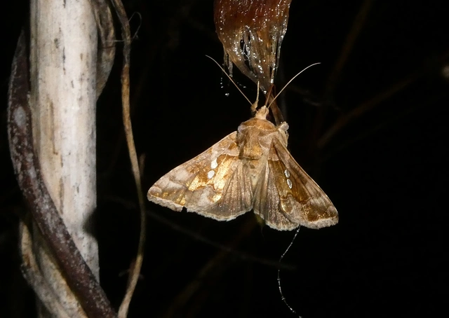 Chrysodeixis chalcites - déli aranybagoly